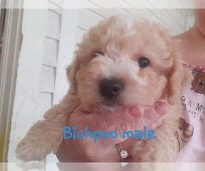 Bichpoo Puppy for sale in VIRGILINA, VA, USA