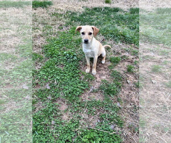 Medium Photo #5 Chihuahua-Unknown Mix Puppy For Sale in Ball Ground, GA, USA