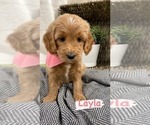 Puppy 6 Goldendoodle