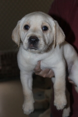 Labrador Retriever Puppy for sale in ELLISVILLE, MS, USA