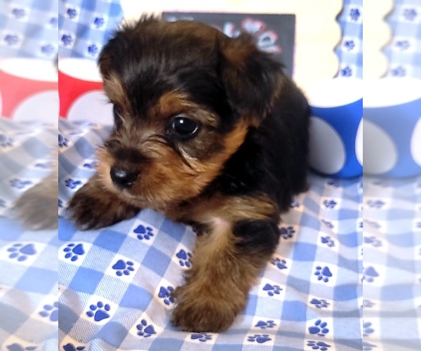 Medium Photo #3 Yorkshire Terrier Puppy For Sale in AKRON, OH, USA