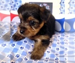 Small #2 Yorkshire Terrier