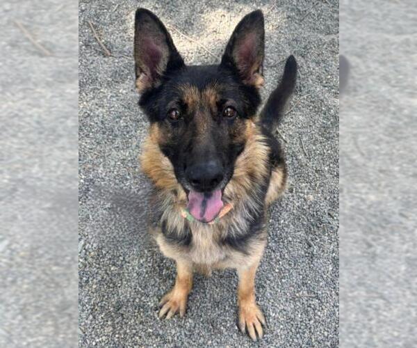 Medium Photo #2 German Shepherd Dog Puppy For Sale in Woodland, CA, USA