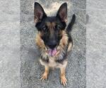 Small #1 German Shepherd Dog