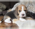 Image preview for Ad Listing. Nickname: Scout