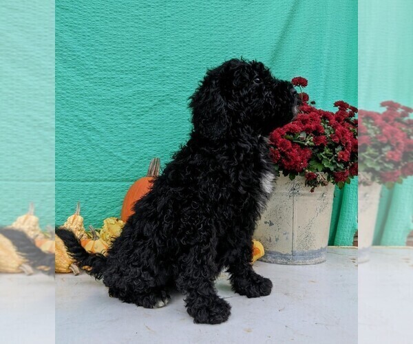 Medium Photo #5 Miniature Bernedoodle Puppy For Sale in FREDERICKSBG, OH, USA