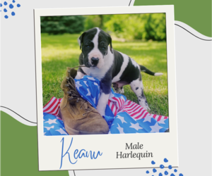 Great Dane Puppy for sale in HORTON, MI, USA