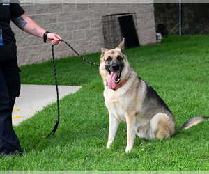 German Shepherd Dog Dogs for adoption in Glen Allen, VA, USA