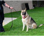 Small German Shepherd Dog
