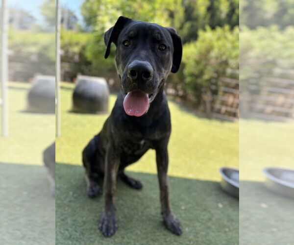 Medium Photo #2 Shepradors Puppy For Sale in Beverly Hills, CA, USA