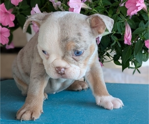 Medium Photo #5 English Bulldog Puppy For Sale in GOSHEN, IN, USA