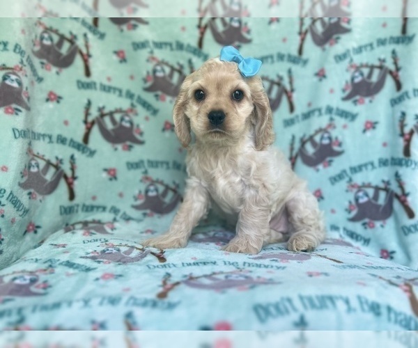 Medium Photo #7 Cocker Spaniel Puppy For Sale in LAKELAND, FL, USA