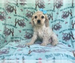 Small #6 Cocker Spaniel