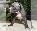 Small Photo #2 American Bully Puppy For Sale in PHILA, PA, USA