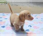 Small #3 Dachshund