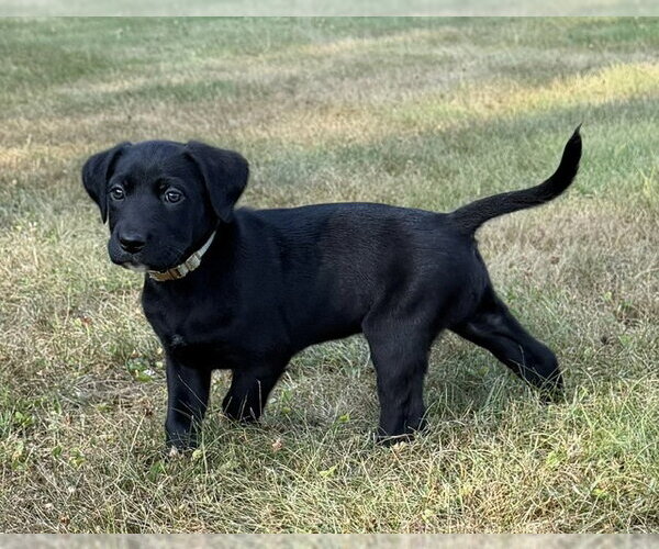 Medium Photo #1 Labrador Retriever-Unknown Mix Puppy For Sale in Duluth, MN, USA