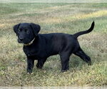 Small Labrador Retriever Mix