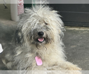 Mother of the Puli puppies born on 07/20/2025