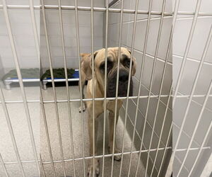 Mastiff Dogs for adoption in Virginia Beach, VA, USA