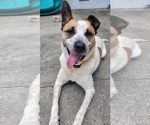 Medium Photo #6 Mutt Puppy For Sale in Rockaway, NJ, USA