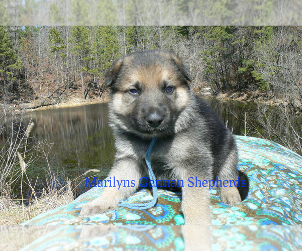 Medium Photo #5 German Shepherd Dog Puppy For Sale in PIEDMONT, MO, USA