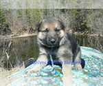 Small #4 German Shepherd Dog