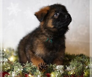German Shepherd Dog Puppy for sale in HOWARD CITY, MI, USA