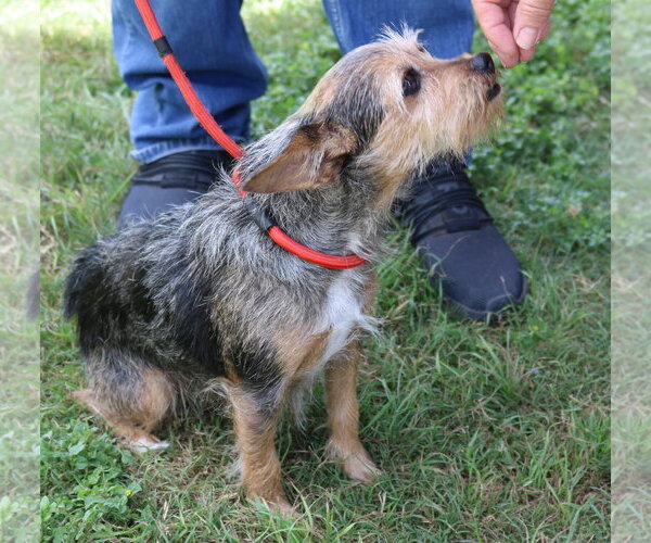 Medium Photo #4 Mutt Puppy For Sale in Bandera, TX, USA