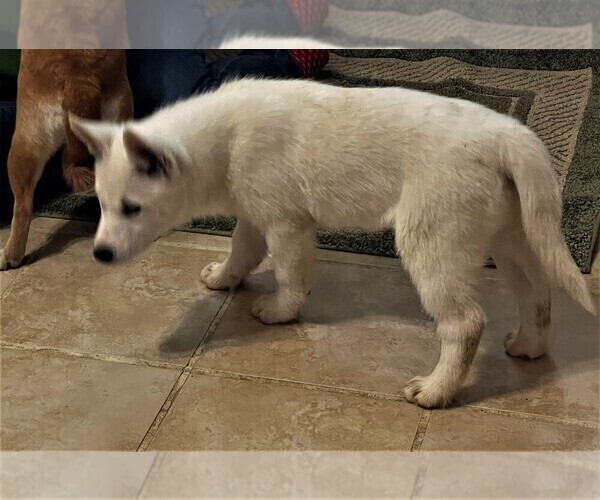 Medium Photo #2 Siberian Husky Puppy For Sale in BURLINGTON, WI, USA
