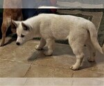 Small Photo #2 Siberian Husky Puppy For Sale in BURLINGTON, WI, USA