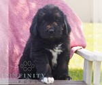 Small Photo #3 Newfoundland Puppy For Sale in KINZERS, PA, USA