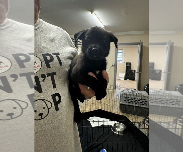 Medium Photo #1 Mutt Puppy For Sale in Calgary, Alberta, Canada