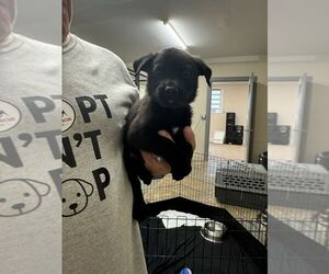 Mutt Dogs for adoption in Calgary, Alberta, Canada