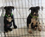 Small #6 Staffordshire Bull Terrier Mix