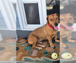 Small #3 Dachshund Mix