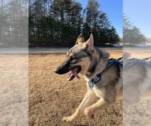 German Shepherd Dog-Siberian Husky Mix Puppy for sale in KERNERSVILLE, NC, USA
