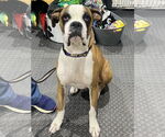 Small Boxer