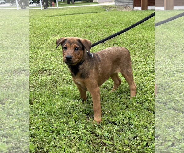 Medium Photo #4 Doberman Pinscher-German Shepherd Dog Mix Puppy For Sale in Euless, TX, USA