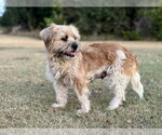 Small #1 Mutt