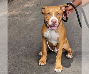 American Pit Bull Terrier-Unknown Mix Dogs for adoption in Rustburg, VA, USA