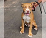 Small American Pit Bull Terrier Mix