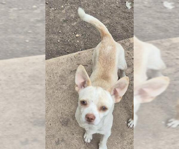 Medium Photo #1 Chihuahua-Unknown Mix Puppy For Sale in San Antonio, TX, USA