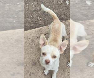 Chihuahua-Unknown Mix Dogs for adoption in San Antonio, TX, USA