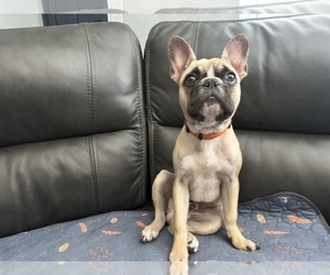Faux Frenchbo Bulldog Puppy for sale in CLEARWATER, FL, USA