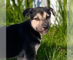 Small #1 Labrador Retriever Mix