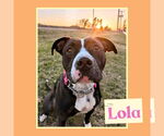 Small American Pit Bull Terrier