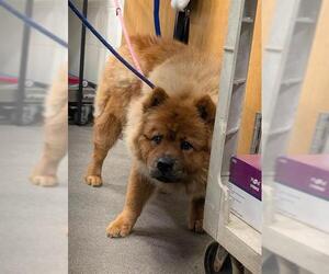 Chow Chow Dogs for adoption in Forestville, MD, USA