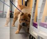 Small Chow Chow