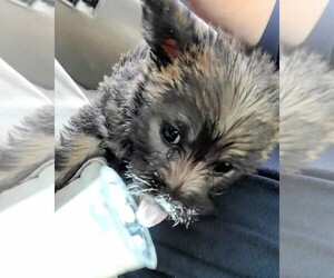 Cairn Terrier Puppy for sale in COLUMBUS, OH, USA