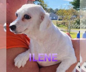Ilene - Female Cavachon Dog for Adoption - Photo #2